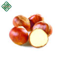 eating chinese chestnuts fresh natural chestnut